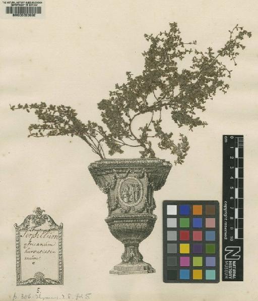 Thymus serpyllum L. - BM000628992