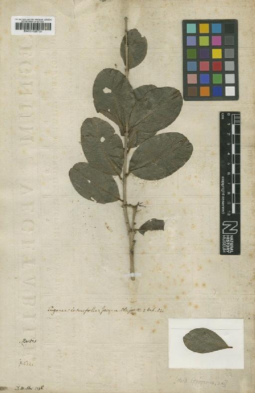 Myrtus cotinifolia Jacq. - BM001025721