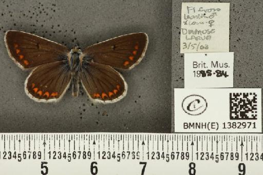 Aricia agestis x artaxerxes - BMNHE_1382971_184050