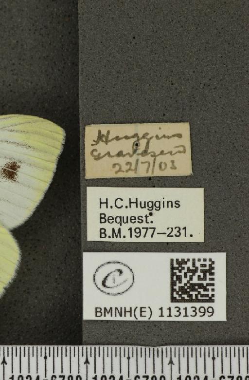 Pieris napi sabellicae Stephens, 1827 - BMNHE_1131399_label_86881