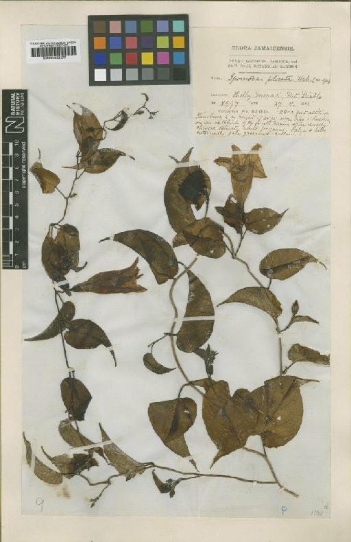 Ipomoea lindenii M.Martens & Galeotti - BM000953177