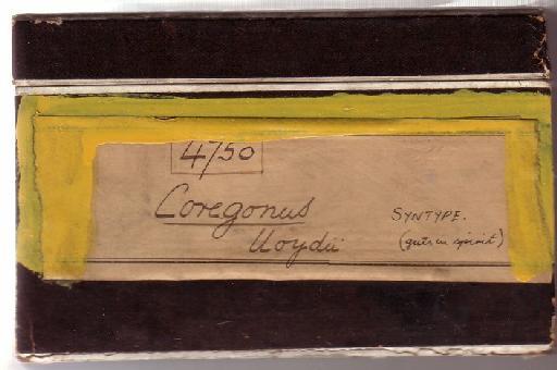 Coregonus lloydii Günther, 1866 - box label