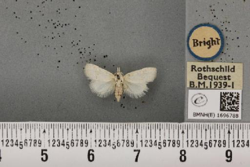 Nola aerugula ab. alfkeni Warnecke, 1938 - BMNHE_1696788_293111