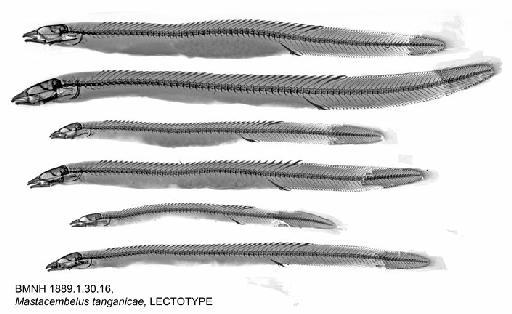 Mastacembelus tanganicae Günther, 1894 - BMNH 1889.1.30.16, Mastacembelus tanganicae, LECTOTYPE, Radiograph