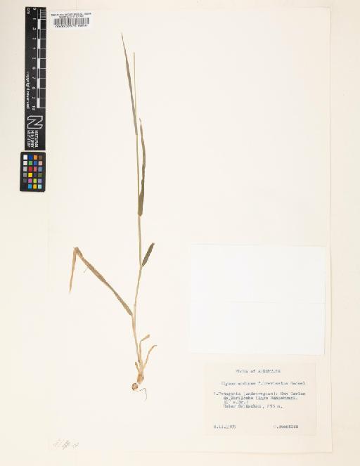 Elymus andinus f. brevisetus - 000060178