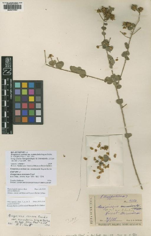 Anogeissus sericea var. nummularia King ex Duthie - BM000757061