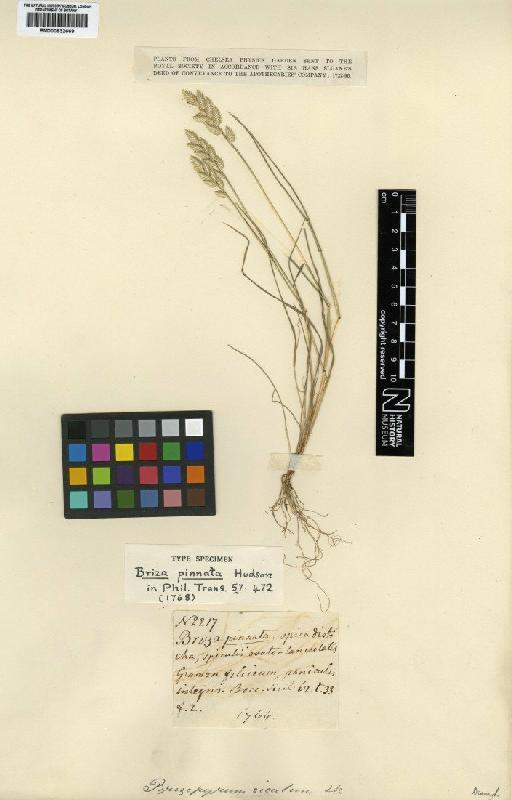 Desmazeria sicula (Jacq.) Dumort. - BM000832669