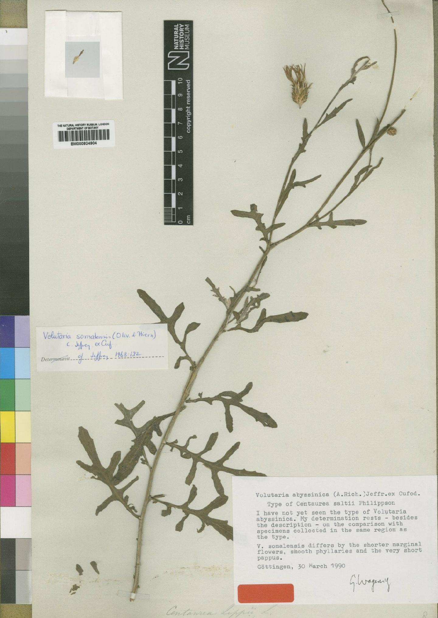 To NHMUK collection (Volutaria abyssinica A.Rich.; Type; NHMUK:ecatalogue:4553760)