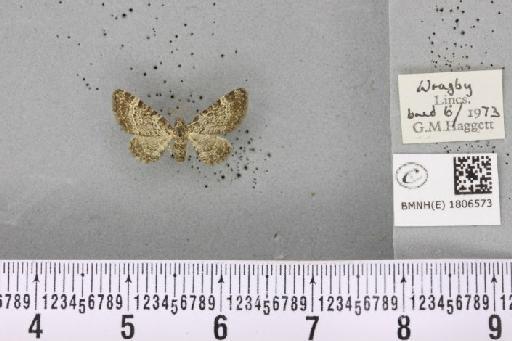 Pasiphila chloerata (Mabille, 1870) - BMNHE_1806573_377573