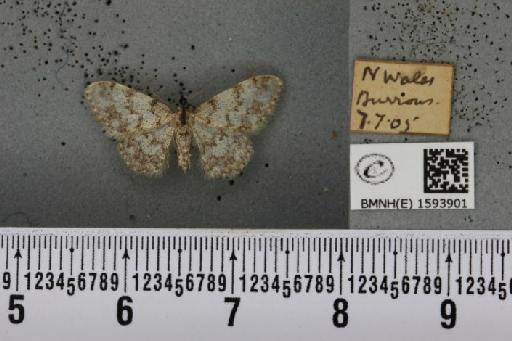 Idaea contiguaria britanniae (Müller, 1936) - BMNHE_1593901_266170