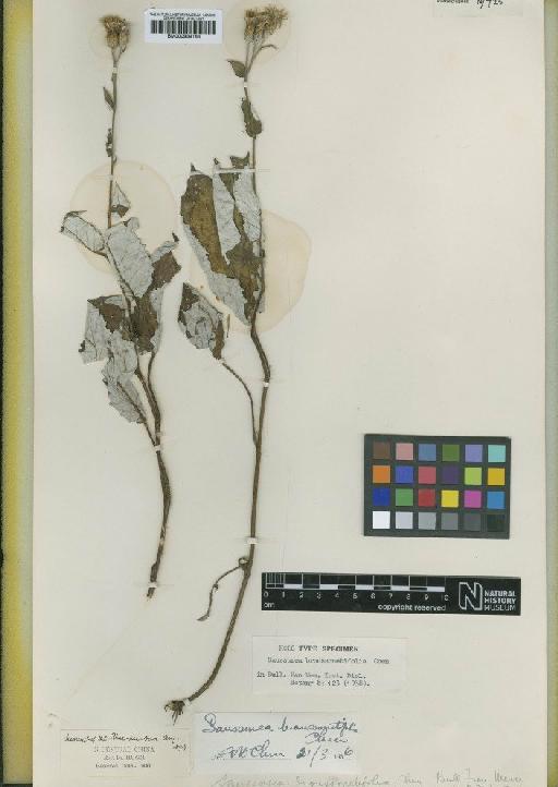 Saussurea broussonetifolia F.H.Chen - BM000939166