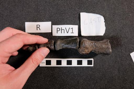 Mantellisaurus atherfieldensis (Hooley, 1925) - R5764-Mantellisaurus_R5764_Right_PhV1_Cast-2