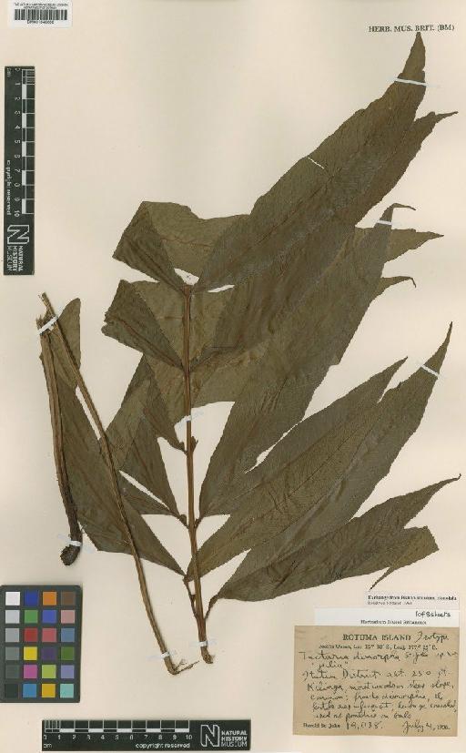 Tectaria dimorpha H.St.John - BM001048600