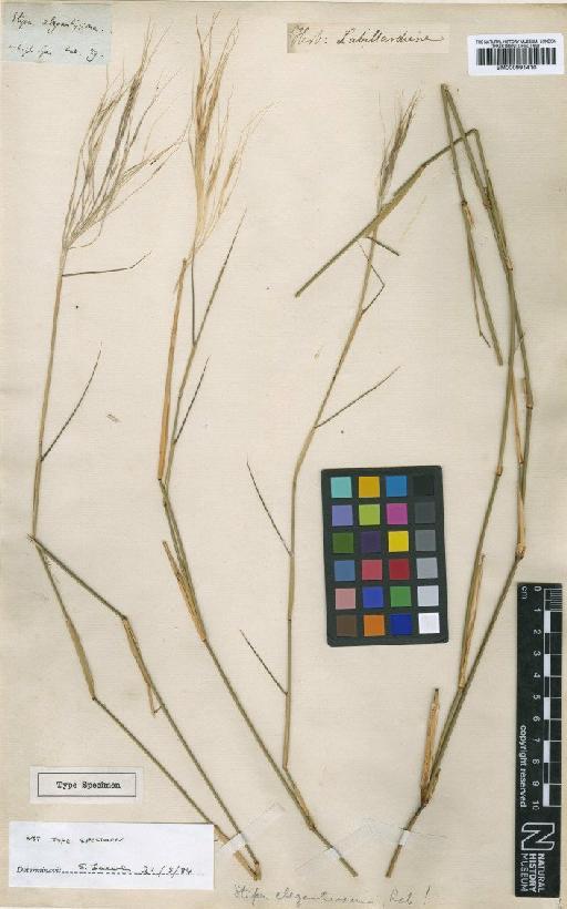 Stipa elegantissima Labill. - BM000991410