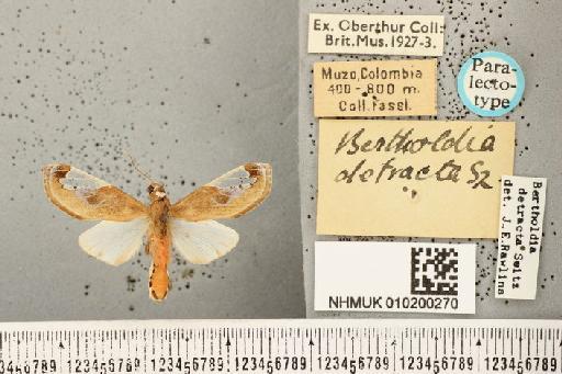 Bertholdia detracta Seitz, 1921 - NHMUK 010200270 Bertholdia detracta Seitz 1921 male paralectotypus Colombia