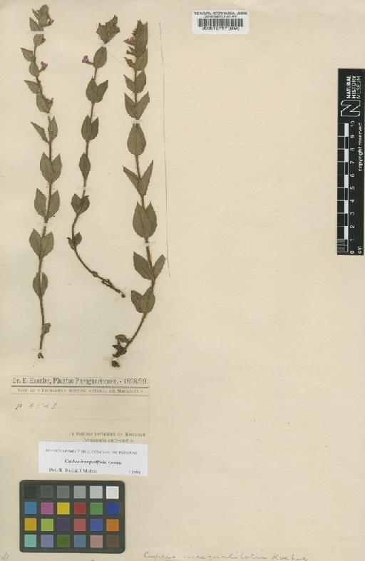 Cuphea inaequalifolia Koehne - BM000512717