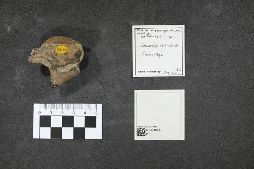 Ornithocheirus Seeley, 1870 - 010036652_L010092631
