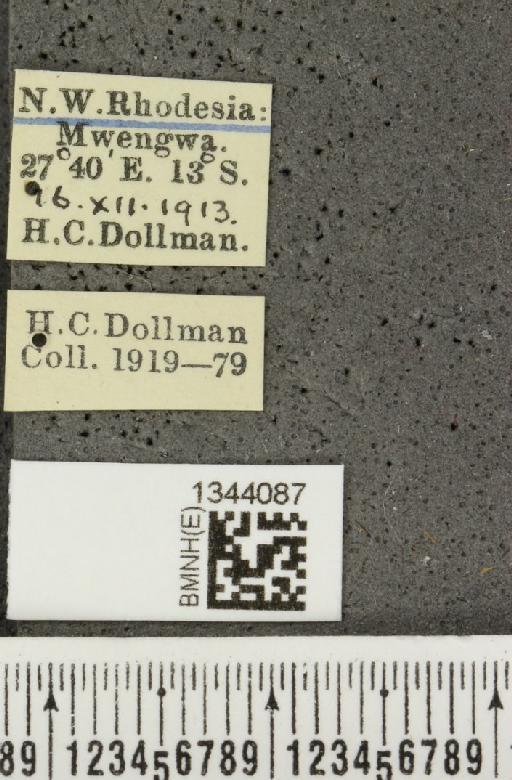 Lilioceris (Lilioceris) bohemani (Baly, 1863) - BMNHE_1344087_a_label_14582