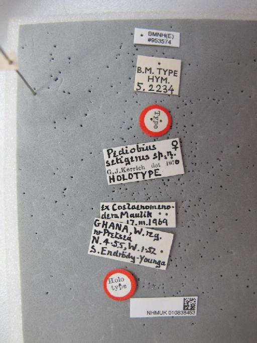 Pediobius setigerus Kerrich, 1970 - 010838453_Labels