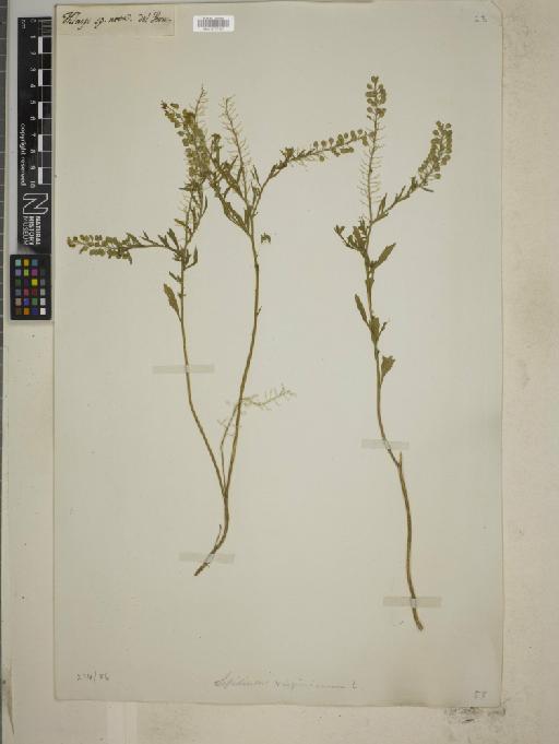 Lepidium virginianum L. - BM010777927