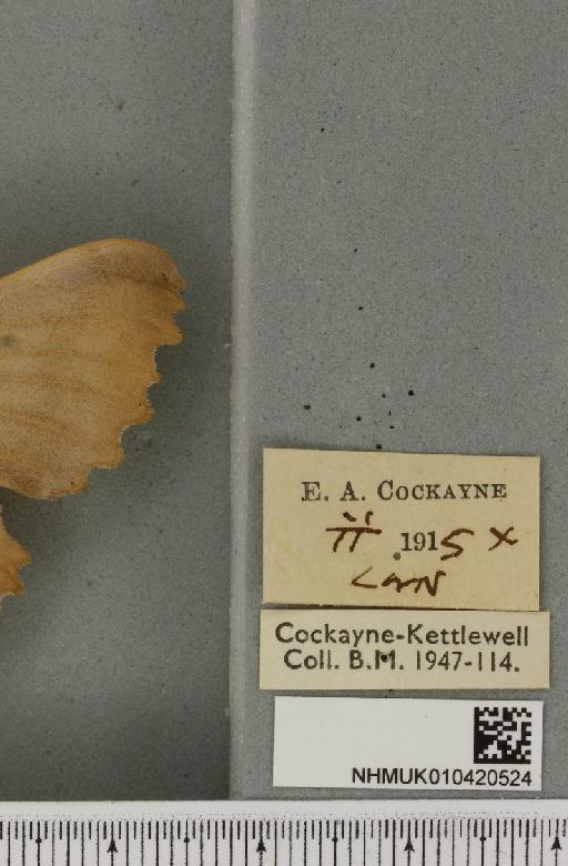 Laothoe populi ab. pallida Newnham, 1900 - NHMUK_010420524_label_526700