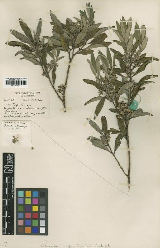 Cloezia artensis (Montrouz.) P.S.Green - BM001015412