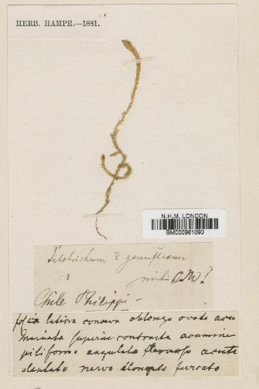 Ancistrodes genuflexa (Müll.Hal.) Crosby - BM000961090