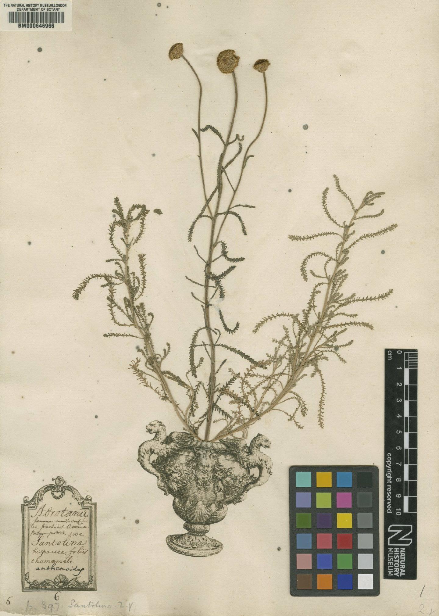To NHMUK collection (Santolina chamaecyparissus L.; Original material; NHMUK:ecatalogue:4702110)