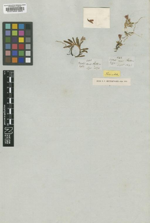 Fernandezia myrtillus (Rchb.f.) Garay & Dunst. - BM000534603