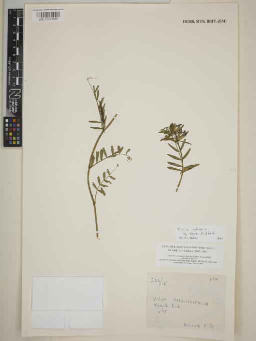 Vicia sativa subsp. nigra (L.) Ehrh. - BM013414362