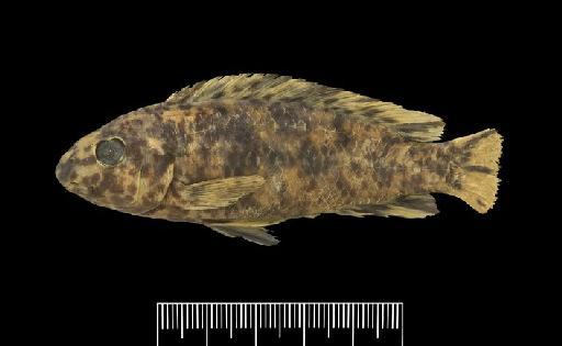 Labeotropheus trewavasae Fryer, 1956 - BMNH 1965.11.2.2-12, PARATYPE, Labeotropheus trewavasae j