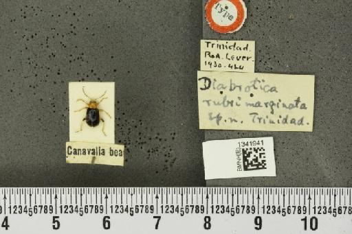 Cerotoma rubrimarginata (Lever, 1930) - BMNHE_1341941_23922