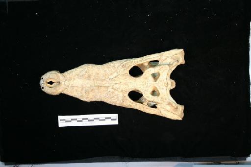 Crocodylus porosus - C_porosus_67.4.2.188(cran1)
