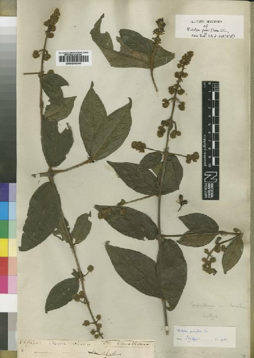 Rutidea parviflora DC. - BM000903400