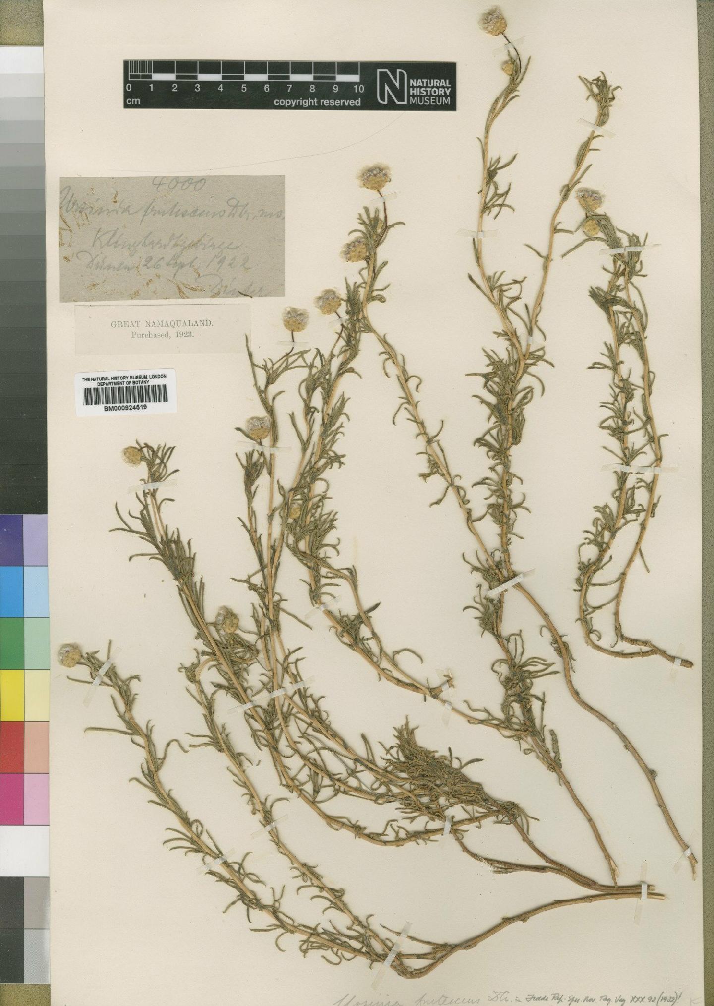 To NHMUK collection (Ursinia frutescens DC.; Type; NHMUK:ecatalogue:4529533)