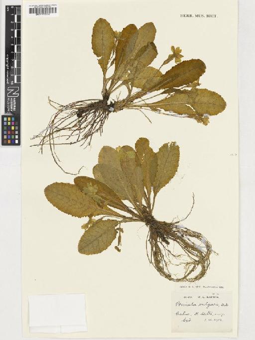 Primula vulgaris Huds. - BM001074033