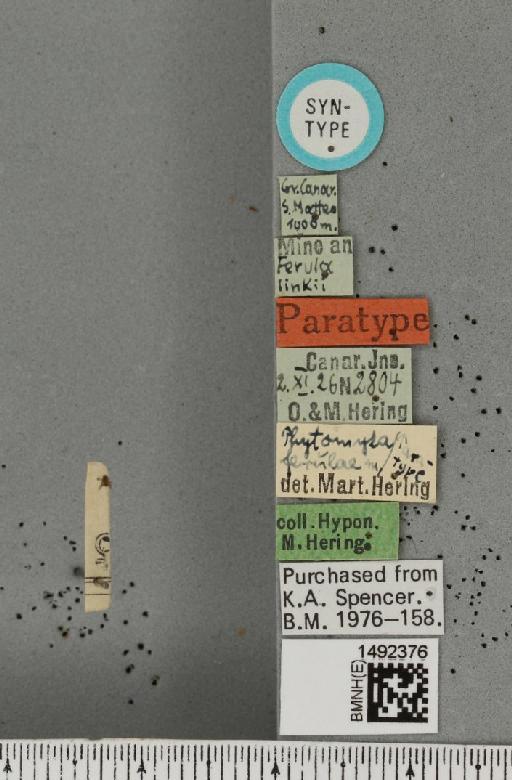 Phytomyza dauci Hering, 1927 - BMNHE_1492376_label_54088