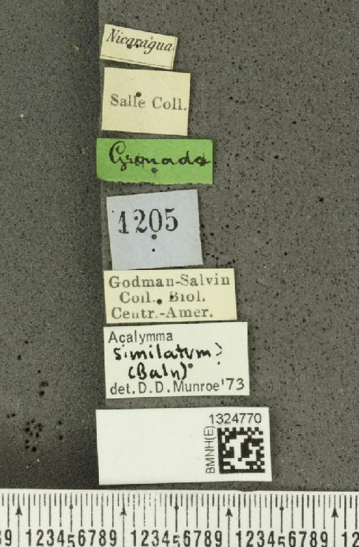 Acalymma quadrivittatum (Latreille, 1813) - BMNHE_1324770_label_20875