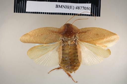 Rhabdoblatta inconspicua (von Wattenwyl, 1865) - Rhabdoblatta inconspicua Brunner von Wattenwyl, 1865, male, non type, dorsal. Photographer: Aging Wang. BMNH(E)#877050