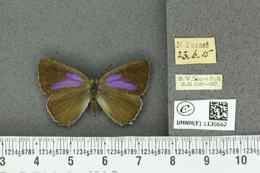 Neozephyrus quercus (Linnaeus, 1758) - BMNHE_1136662_94402