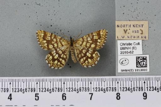 Chiasmia clathrata clathrata (Linnaeus, 1758) - BMNHE_1853010_424643