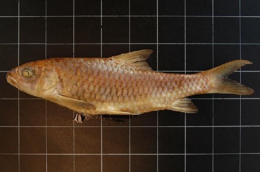 Barbus batesii Boulenger, 1903 - BMNH 1902.11.12.128 Barbus batesii b