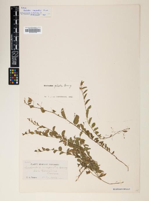 Evolvulus convolvuloides (Willd.) Stearn - 000953223