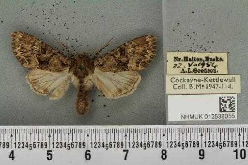 Mniotype adusta (Esper, 1790) - NHMUK_012538055_647210