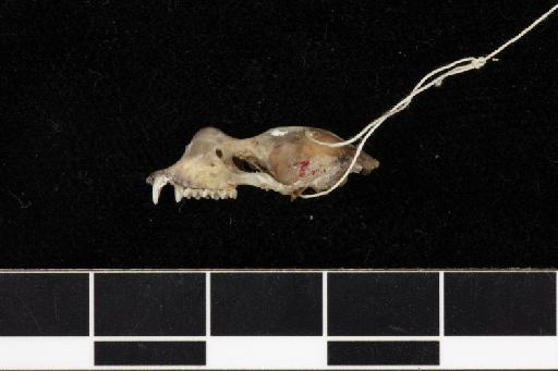 Rhinolophus sedulus Andersen, 1905 - 1907_1_1_292-Rhinolophus_sedulus-Holotype-Skull-lateral