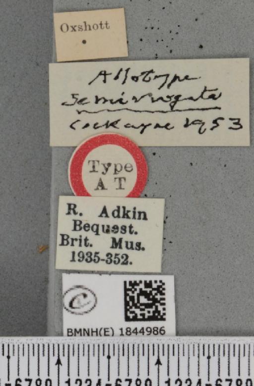 Macaria liturata ab. semivirgata Cockayne, 1953 - BMNHE_1844986_label_421296