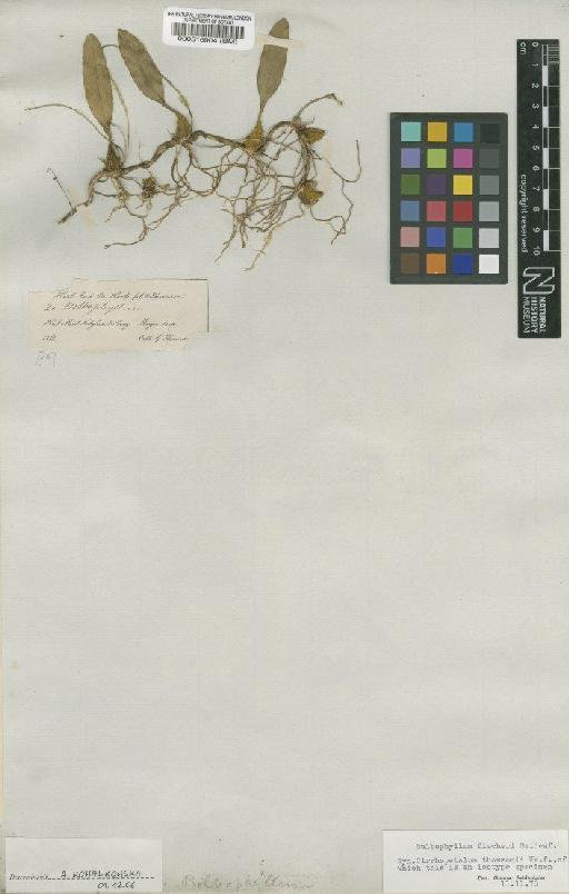 Bulbophyllum fischeri Seidenf. - BM000516904