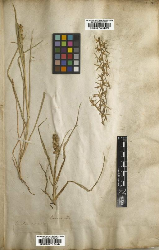 Paspalum vaginatum Sw. - BM000588772