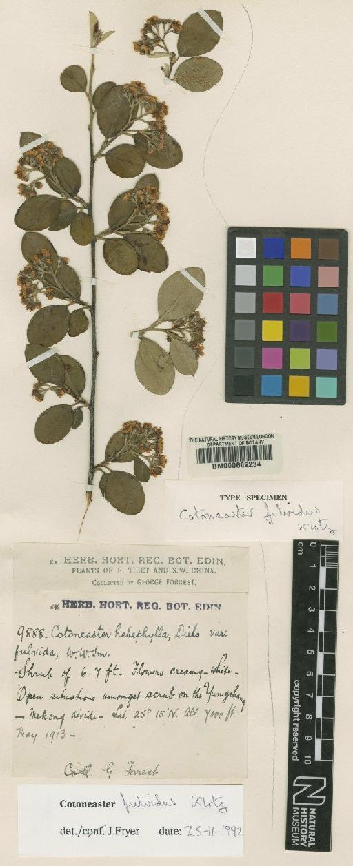 Cotoneaster fulvidus G.Klotz - BM000602234
