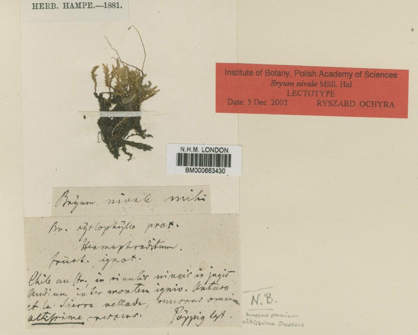 To NHMUK collection (Bryum nivale Müll.Hal.; Isotype; NHMUK:ecatalogue:4960709)